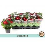 Хризантема indicum Elliot ф12см, класическо червено