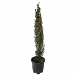 Купресус Semprevirens Totem 1.50-1.75 м 3 л