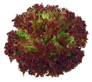 Разсад Маруля 6бр., снимка 2 - Зеленчуци и подправки