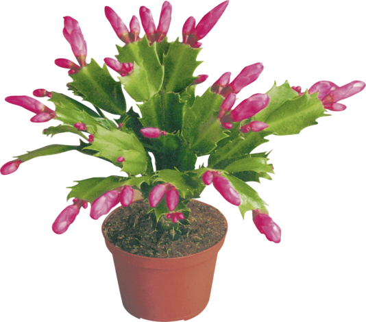 Коледниче,Ф:19см. - Цъфтящи