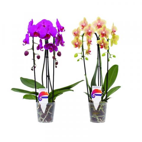 Орхидея Фаленопсис Cascade  ф12, Н60 14+ цвята - Орхидеи