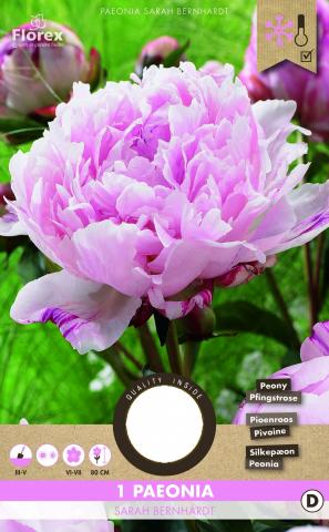 Луковици PURE Божур Sarah Bernhardt, 1бр - Специалитети