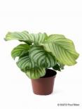 Калатея Orbifolia ф12