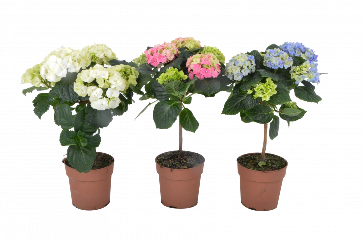 Хидрангеа микс ф12/H:40-45см - Цъфтящи