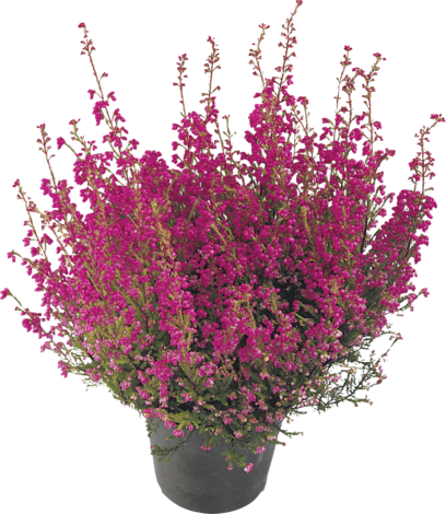 Ерика Gracilis - Есенни балконски