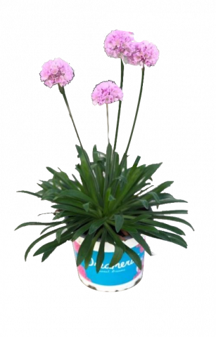 Армерия Dreameria ф12, Н22.5см - Пролетни балконски цветя