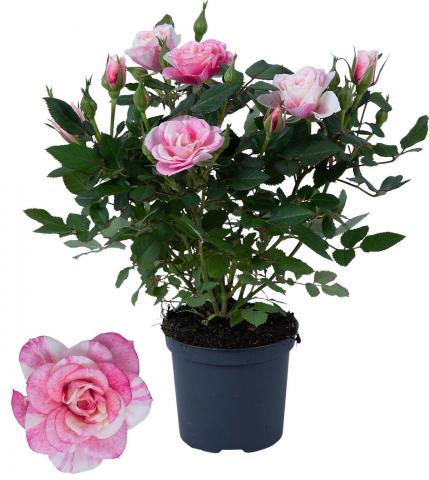 Роза Gigi Parade микс ф7 , височина 20-25 см - Външни растения
