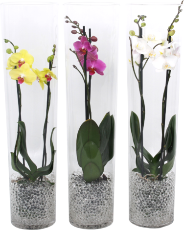 Фалаенопсис в стъкло Ф12 Н70 - Орхидеи