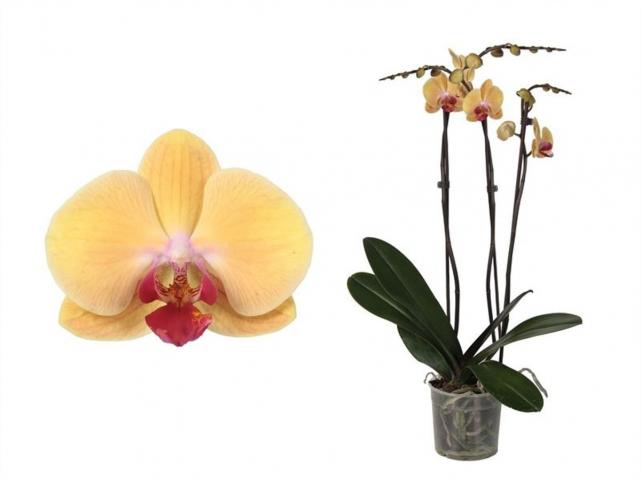 Орхидея Фаленопсис ф12, Н55-70см, 3 стебла, 22+ цвята, снимка 3 - Орхидеи