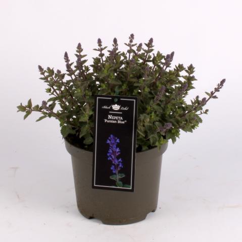 Градински цветя микс ф15см, снимка 6 - Цъфтящи