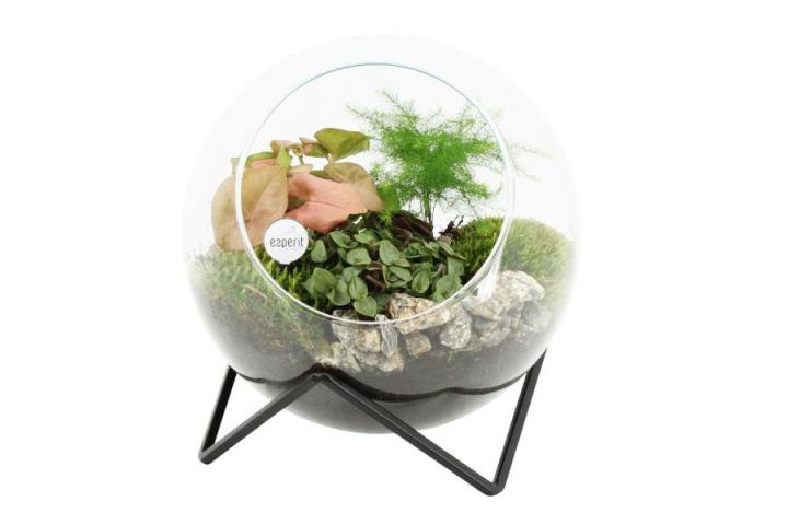 Аранжировка зелени растения в стъкло ф20см, 20см - Зеленолистни