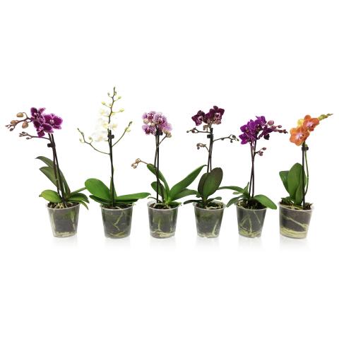 Орхидея Ф12см, Н40-50см - Орхидеи
