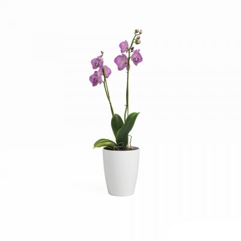 Кашпа за орхидея Ф15см, FIJI, снимка 3 - Пластмасови кашпи