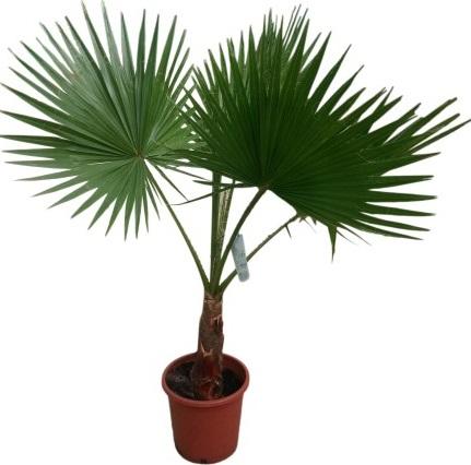 Палма Washingtonea robusta Ф22см - Средиземноморски растения