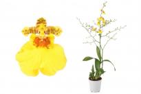 Орхидея Oncidium Munsterland Sternф12 см H50 см