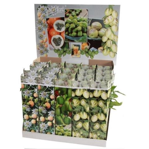 Екзотични плодни дръвчета микс ф9 см - Овошки и плодни храсти