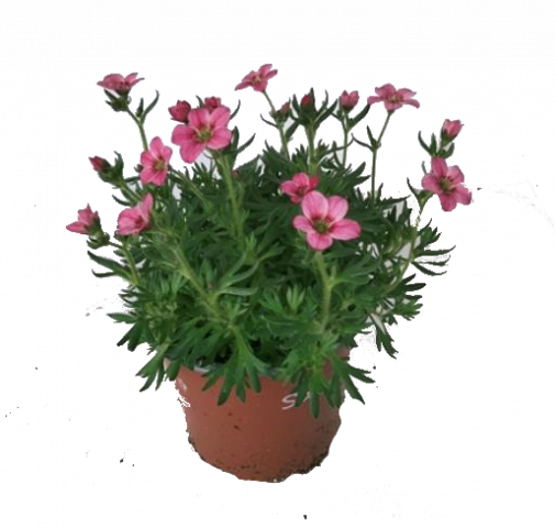 Саксифрага ф12, Н20см - Пролетни балконски цветя