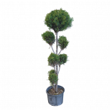 Лейланди Pon-pon 9 л