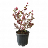 Лоропеталум 3 л