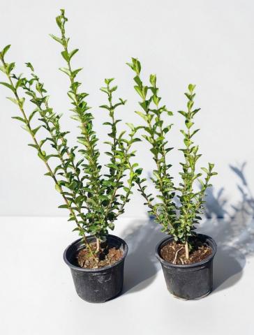 Лигуструм контейнер 2 л - Листопадни храсти и дървета