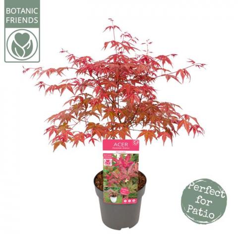 Японски клен Palmatum Beni Maiko ф19 см H55 см - Листопадни храсти и дървета