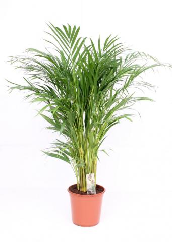 Арека Lutescens Ф24см - Големи растения