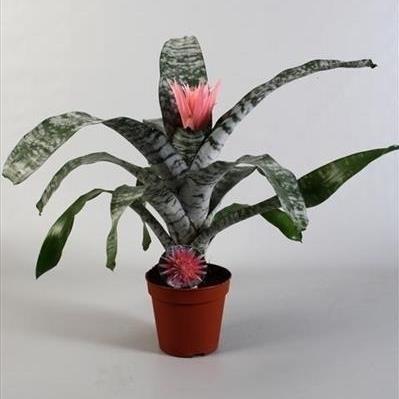 Ехмея микс ф15/H65см, снимка 2 - Цъфтящи