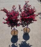 Лоропеталум на присадка 1/4, 7,5 литра