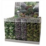 Трахелоспермум корен в кутия микс ф9 см