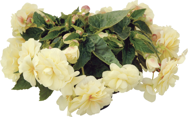 Бегония Chardonnay, O 12см - Пролетни балконски цветя