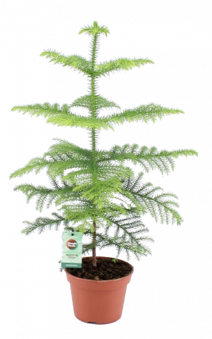 Араукария Hetrophylla ф15, H40 - 45см - Зеленолистни