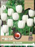 Луковици Лале Triumph White 20 бр.