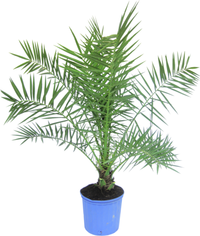 Финикова палма Ф17 - Средиземноморски растения
