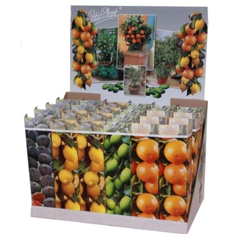 Средиземноморски плодни дръвчета микс ф9 см - Овошки и плодни храсти