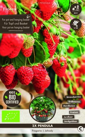 Грудки ягода Edibles Pendula BIO 2бр. - Ядливи луковици и грудки