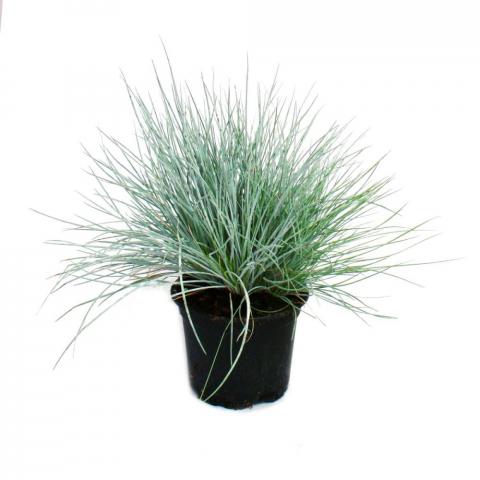 Трева Festuca glauca Blue Select Ф12 см - Листопадни храсти и дървета