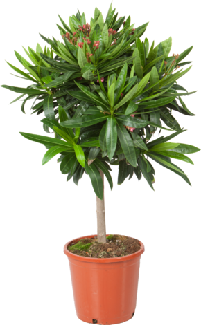 Олеандър Ф:20 см дърво - Средиземноморски растения