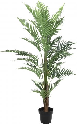 Зелено растение в саксия голямо, 150см - Цветя в саксия