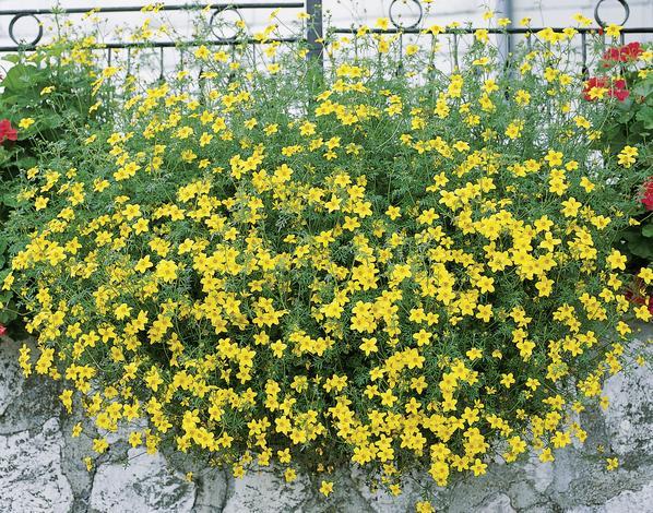 Биденс O10 см - Пролетни балконски цветя