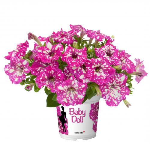 Каскадна петуния BABY DOLL ф10.5см, снимка 2 - Пролетни балконски цветя
