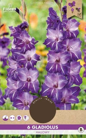 Луковици Pure Гладиола Hallowy 6бр. - Гладиоли
