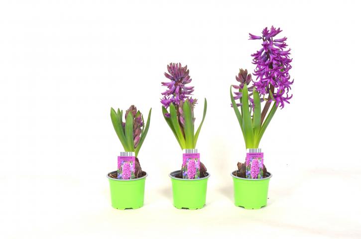 Зюмбюл 9 см, снимка 3 - Пролетни балконски цветя