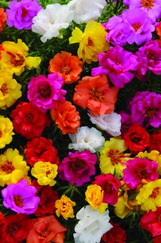 portulaca - Пролетни балконски цветя