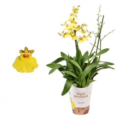 Орхидея Muensterland Stern - Орхидеи