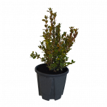 Буксус Semprevirens 3 л