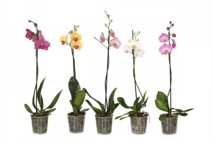 Орхидея Фаленопсис Микс - Външни растения