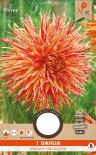 Луковици PURE Далия Rejmans Firecracker (Sparkler), 1бр