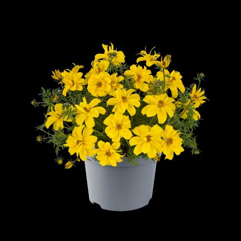Биденс ф10,5см - Пролетни балконски цветя
