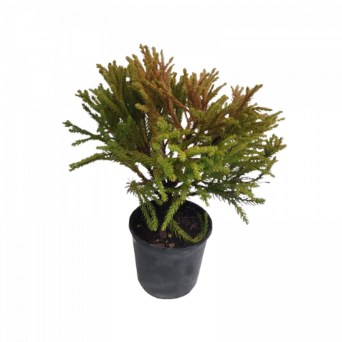 Криптомерия Japonica Globosa Nana 3 л - Иглолистни храсти и дървета