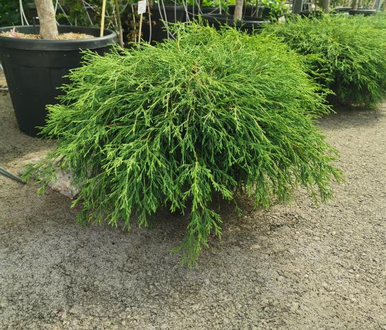 Грахов лъжекипарис, снимка 3 - Иглолистни храсти и дървета